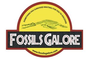 fossils-galore